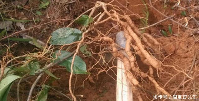 农村地里的“野花生”10年结1次果，560块钱1斤，却无人愿意去捡