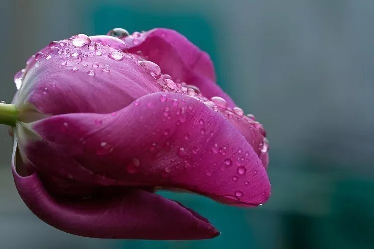 8种花卉摄影满分创意，带你走向摄影大神之路