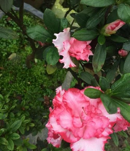 「养不活」杜鹃花养不活,开花少问题多,保证3个基本点,杜鹃花也能爆盆