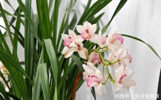  「植物的叶」吊兰叶片为什么容易“干尖”？做好4点养护，叶片健康植株旺盛