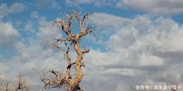 中国历经30年的时间，将沙漠变成绿洲，如今这种“东西”悄然出现