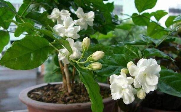 家里|家里的盆栽花卉,盆土老是上干下湿怎么办,教你好方法?