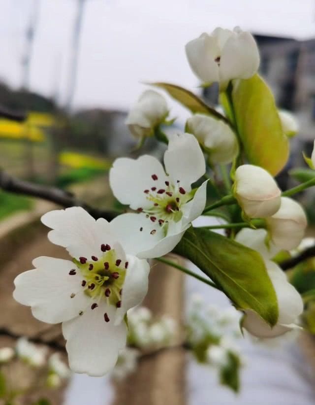  『美感』春天看花最佳时机 人们在心旷神怡的另外 这种思索更难能可贵