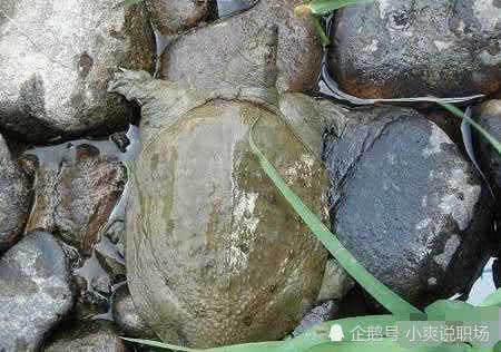  [依据]在农村老人讲“上山甲鱼，下山野鸡不能碰”有依据吗？