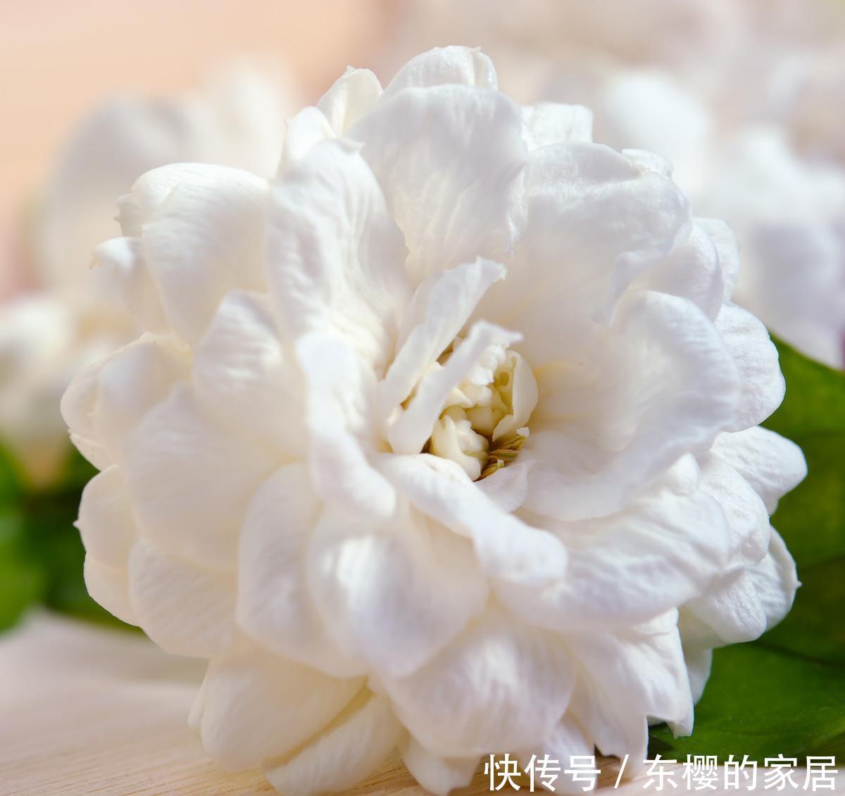 养花■养花就养3种花,卧室放一盆,净化空气助睡眠,好养易活漂亮极了
