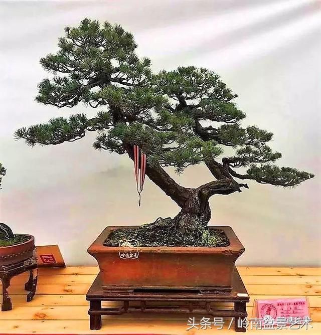 松树盆景，怎样才能算上品？