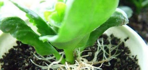  春天@春天，“扦插”花卉植物，这“4个要点”做到位，保证100%生根！