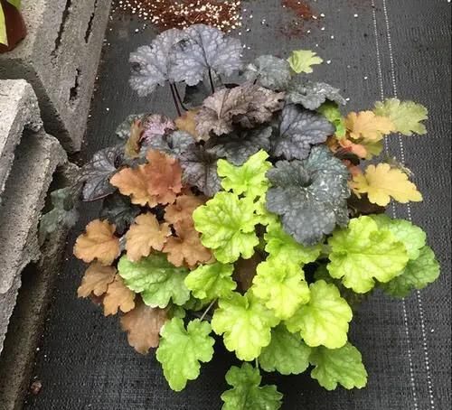  『植物』这种五彩斑斓的观叶植物，好养耐寒，让阳台或花园变得色彩缤纷！