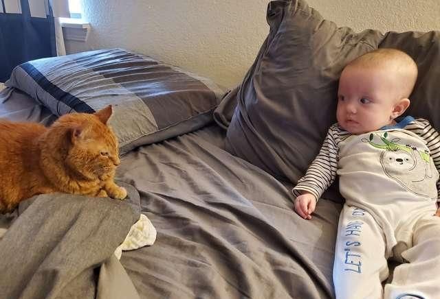  『口是心非』口是心非的大橘猫！表面高贵冷漠，实则超粘小主子