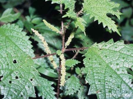  【蝎子草】农村里最厉害的野草，摸一下就像被蜂蛰，殊不知它却