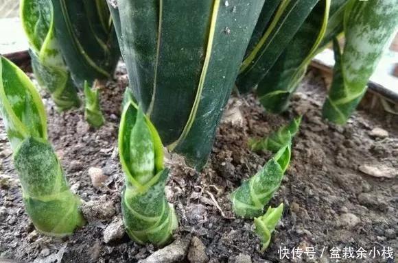  「家里」家里4种花，就要饿着养，盆小少浇水，反而长得好！