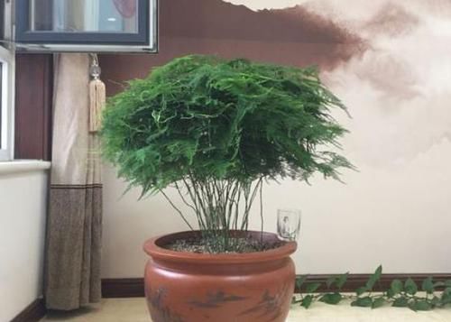  [就行]“手把手”教会你养文竹，一年长成“小森林”，郁郁葱葱太美了