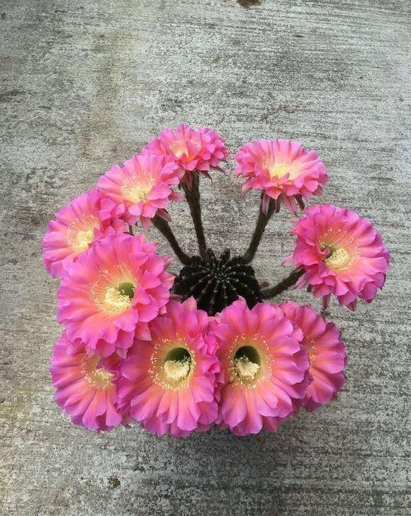  「仙人球开花」仙人球喂点“羊屎豆”，360度开花，下了10个蛋，盆盆饱满可爱