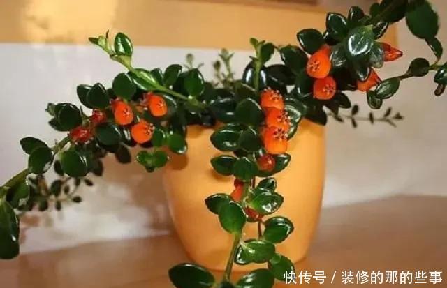 寓意|民间3种“贵气花”,外形美艳不输玫瑰,关键容易养活还有好寓意
