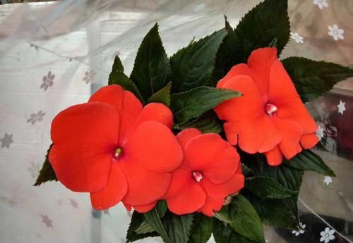 香味：家庭养护3种花卉，花量大，颜色艳，香味浓，阳台变花海