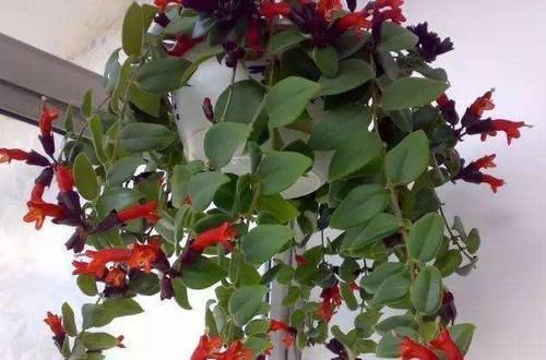  「强悍」这种植物别名“口红吊兰”，一年四季都开花，繁殖能力强悍，花美