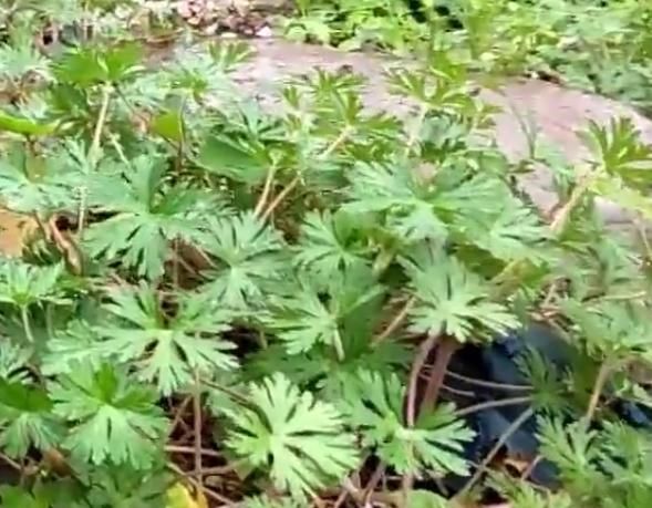  「作用」农村这野草的名字十分霸气，是药王孙思邈所赐，有活血