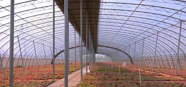  「年收入」丰县一小伙种植多浆植物，年收入达三十万！