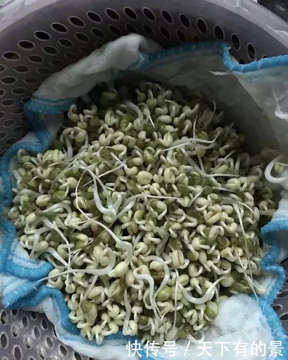 养花■想吃豆芽,1个“可乐瓶”就能做,只花豆子钱,7天就行!