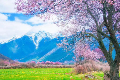 中国这些地方即将花开成海!错过又再等一年!诗情画意值得记忆!