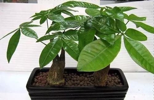  「们家里」三种受欢迎的植物，你家肯定有，叶子发黄是通病，教你这么去治