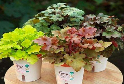  [小花]家养这几款小花，好养易打理，放在阳台满屋芳香，一簇爆成百花园