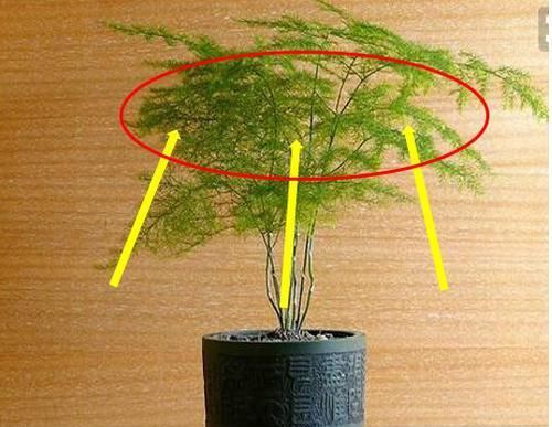  「回家」这五种花花再多钱也要买回家摆放，对身体有益，家庭和睦身体健康