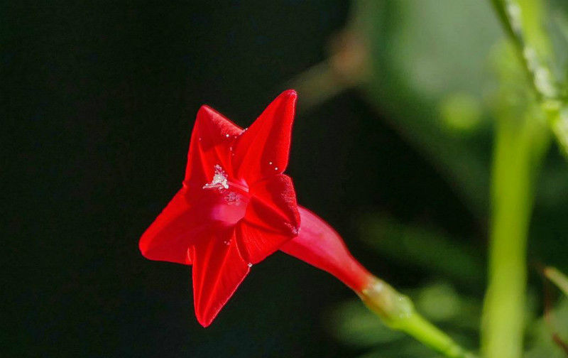 爱美:这4种花名字和花一样美,还容易度夏,爱美的就别错过!