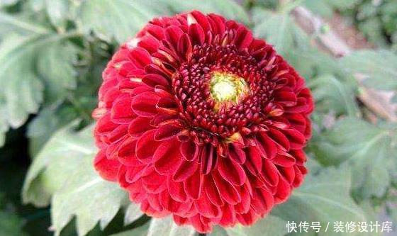似桃吐@新手养花就养一盆“红色乒乓菊”,似桃吐丹霞,花期长适合盆栽养