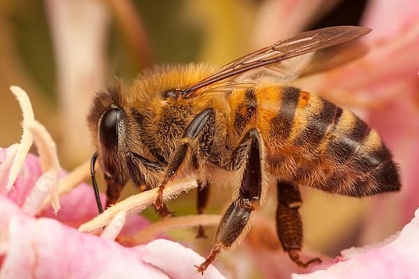  知识■世界红十字日丨中暑、烫伤……这些必备急救知识你会吗？