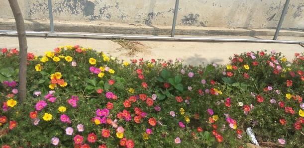  [种花草]墙根小花池可以种植的9种花草，你喜欢哪一种？