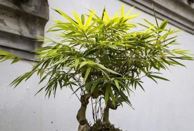  『外出』农村创业难？换种方法卖竹子，不比外出打工差！