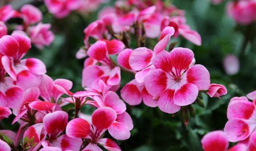  邻居■这4种花卉，花期长花量大，养在阳台美如铃铛，邻居看了羡慕不已