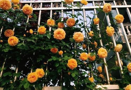  『绣球』阳台养花不用多，6种“草花”颜值高，家里小清新，四季开不败
