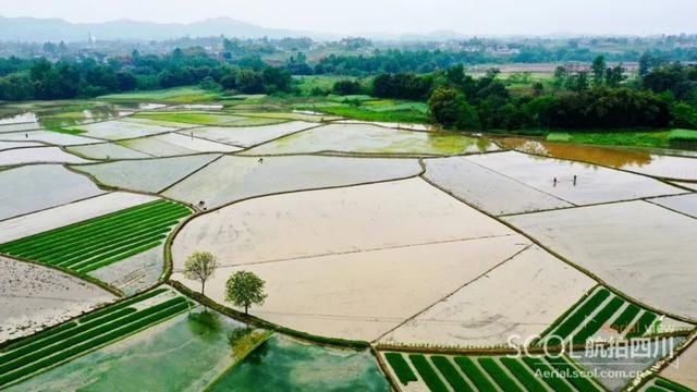  田园：谷雨时节插秧忙 华蓥山区谱写田园春曲