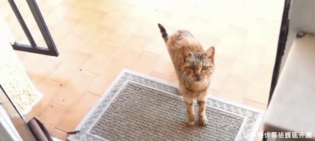 奶奶■瘦弱老猫流浪多年，因一碗剩饭而“隐居”村庄，每天凌晨叫醒奶奶