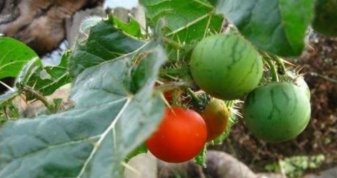 这种植物，蛇一见到就跑，价值非常珍贵，农民叫它“蛇不过”