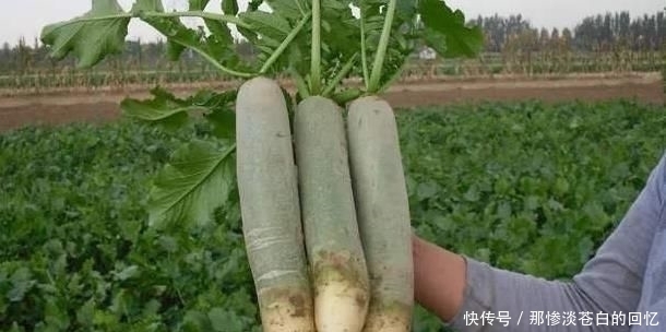  #少有#一年收3次，亩产超万斤，出口量又供不应求，为啥少有农民