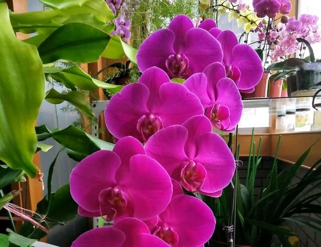  「学到」蝴蝶兰花箭长大需要造型，蝴蝶兰花箭塑形防倒伏技巧，学到了