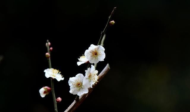  「追捧」花园种上这“2种”花，镇宅还养人，越养越贵，受人追捧！