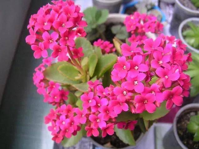  『家里』喜欢花卉的朋友，建议你养这两种花，好养耐养红花能开两个月