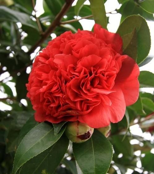  「誉为」此花为红茶花之王，来自美国，花香浓郁，艳丽大花，是养花首选
