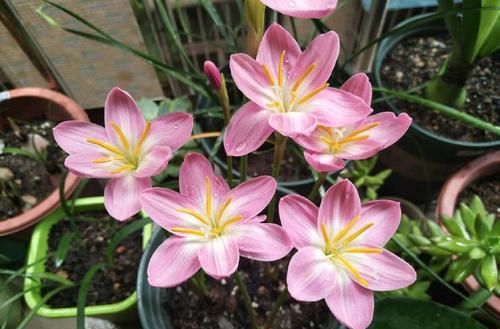  「喜欢」喜欢菊花，就养盆“菊中精品”黄创云，花似黄金，高贵优雅多姿