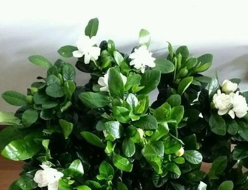  「栀子花」栀子花换盆换土有这么多讲究？来看看，搞不懂换一盆死一盆