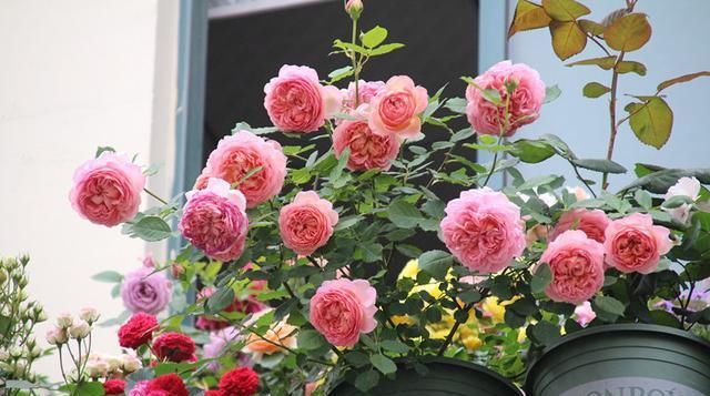  『此种』此种观赏花卉，比切花玫瑰漂亮，花香浓郁，四季都开花，还很好养