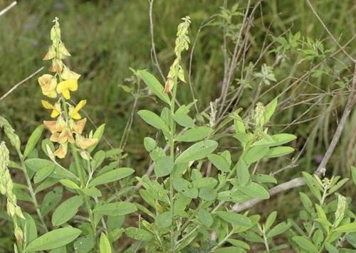 【种植】在荒山里,1种杂草开出黄色“花朵”,被称为“猪屎豆”,有价值