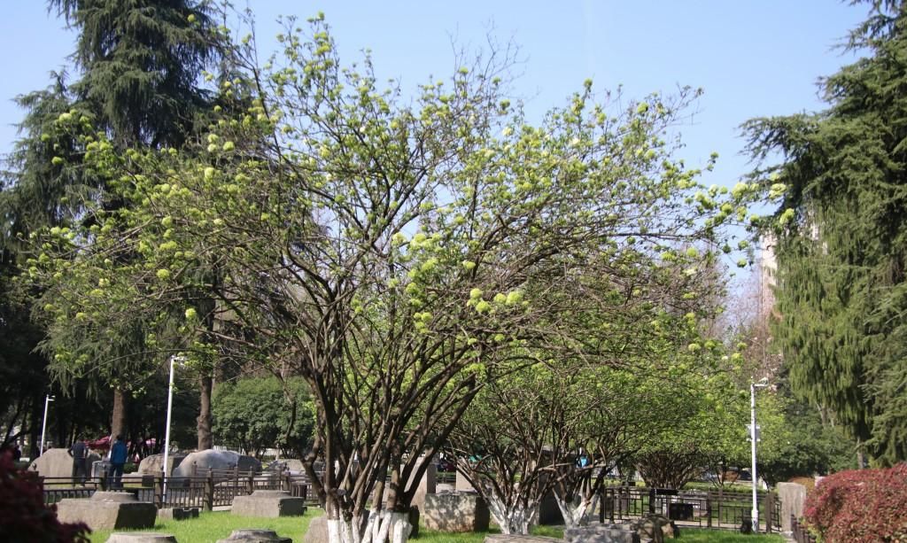  『绣球花』百花争春，绣球花也不堪寂寞