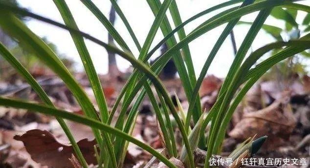 「深盆」野生兰花的根都不深,可为什么种植都用深盆这么说就明白了