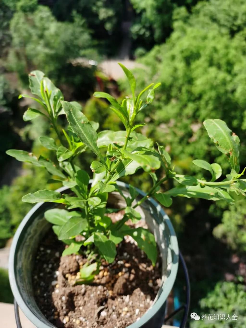  『朋友』我的小院我的花，一花一草都是我的好朋友！