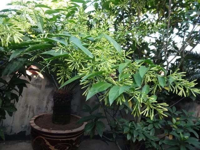  #提神醒脑#驱蚊 | 18种除虫香草，杀菌驱蚊虫，叶子还能炒菜吃